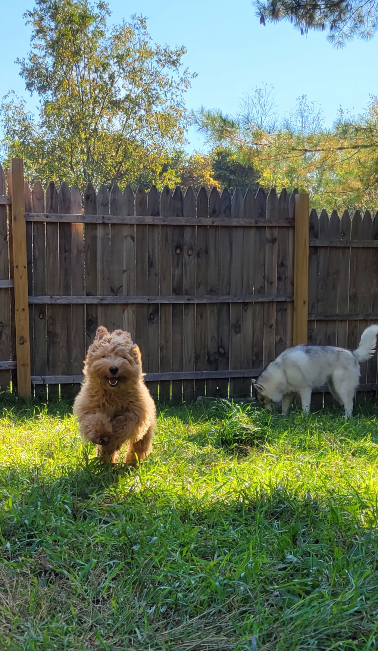 Ginger, a Adopted Goldendoodle in Ortonville, MI image 1/3