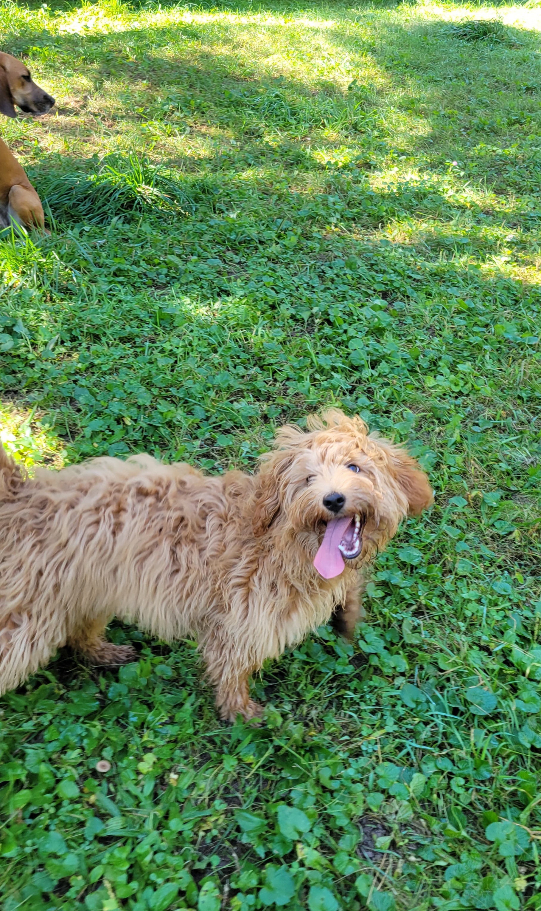 Ginger, a Adopted Goldendoodle in Ortonville, MI image 2/3