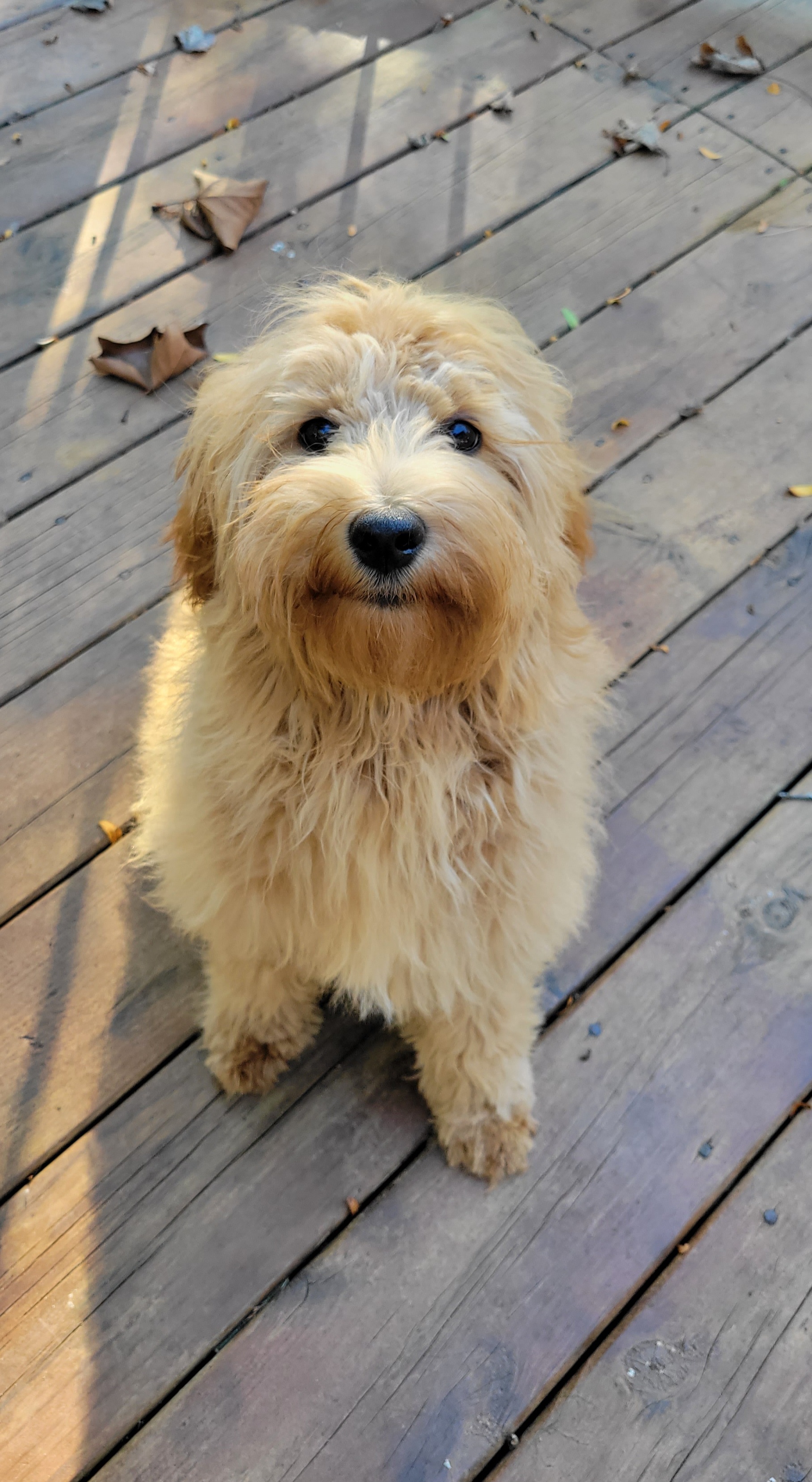 Ginger, a Adopted Goldendoodle in Ortonville, MI image 3/3