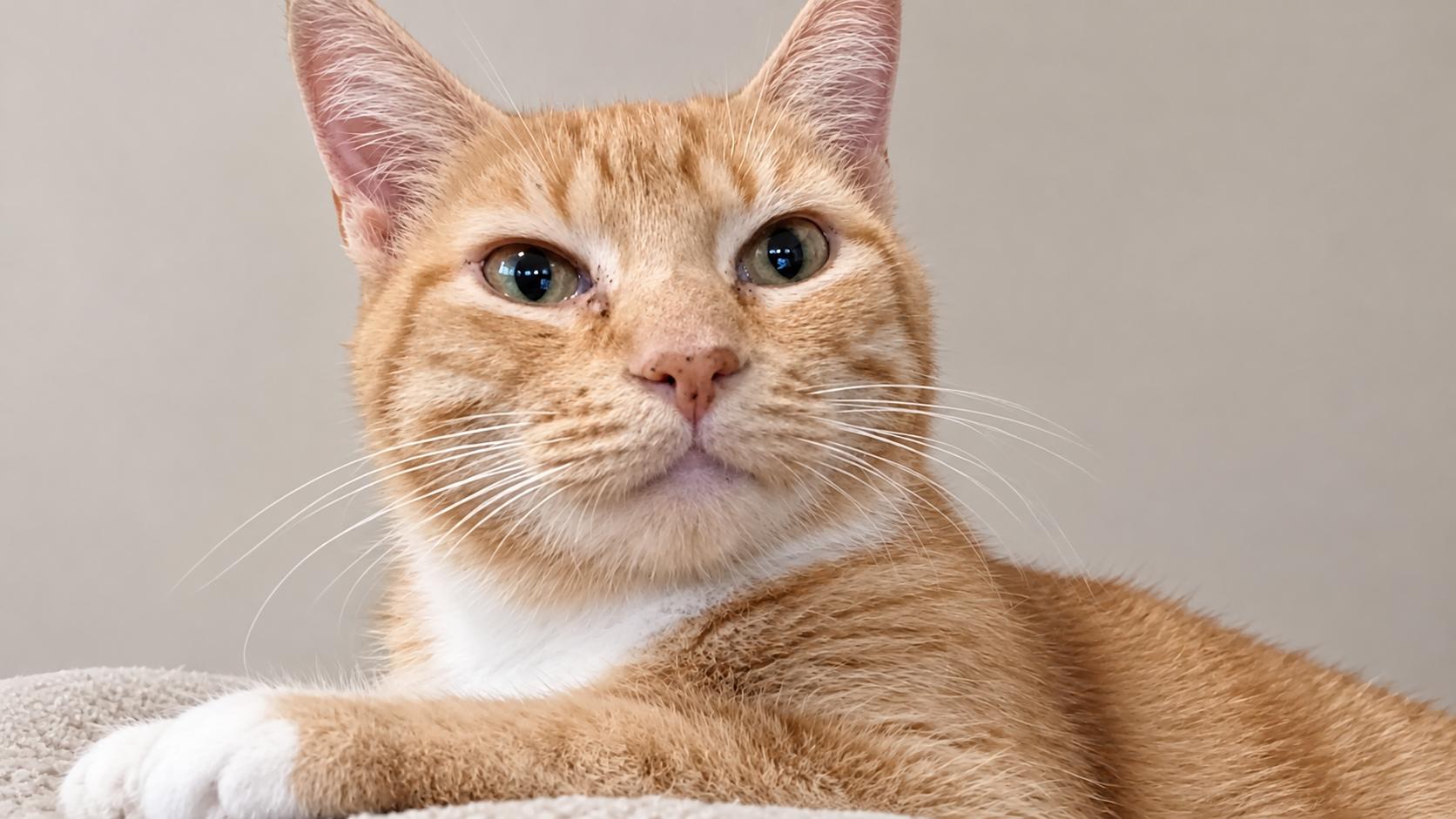 Enlarge Cheeto, a Adoptable Domestic Short Hair in Plymouth , PA image 1/1