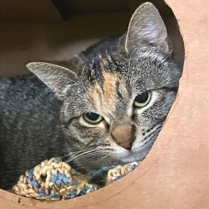 Mandi, Adoptable, Young Female Domestic Short Hair.