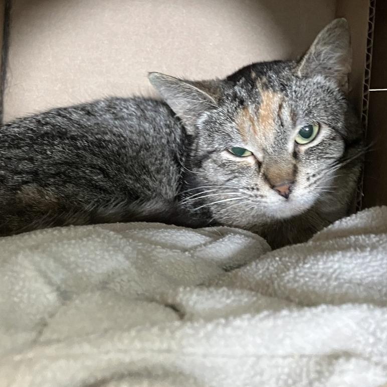 Enlarge Mandi, a Adoptable Domestic Short Hair in Idaho Falls, ID image 2/2