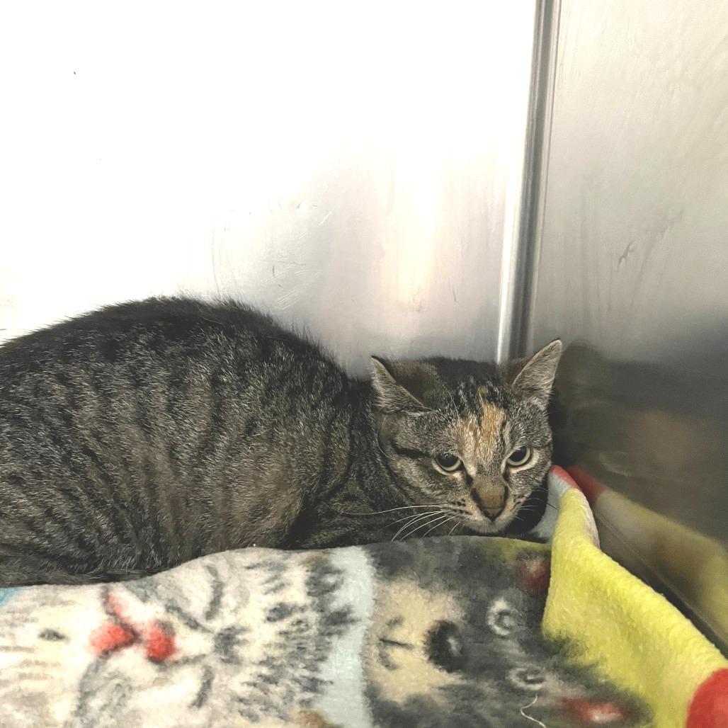 Enlarge Mandi, a Adoptable Domestic Short Hair in Idaho Falls, ID image 1/2