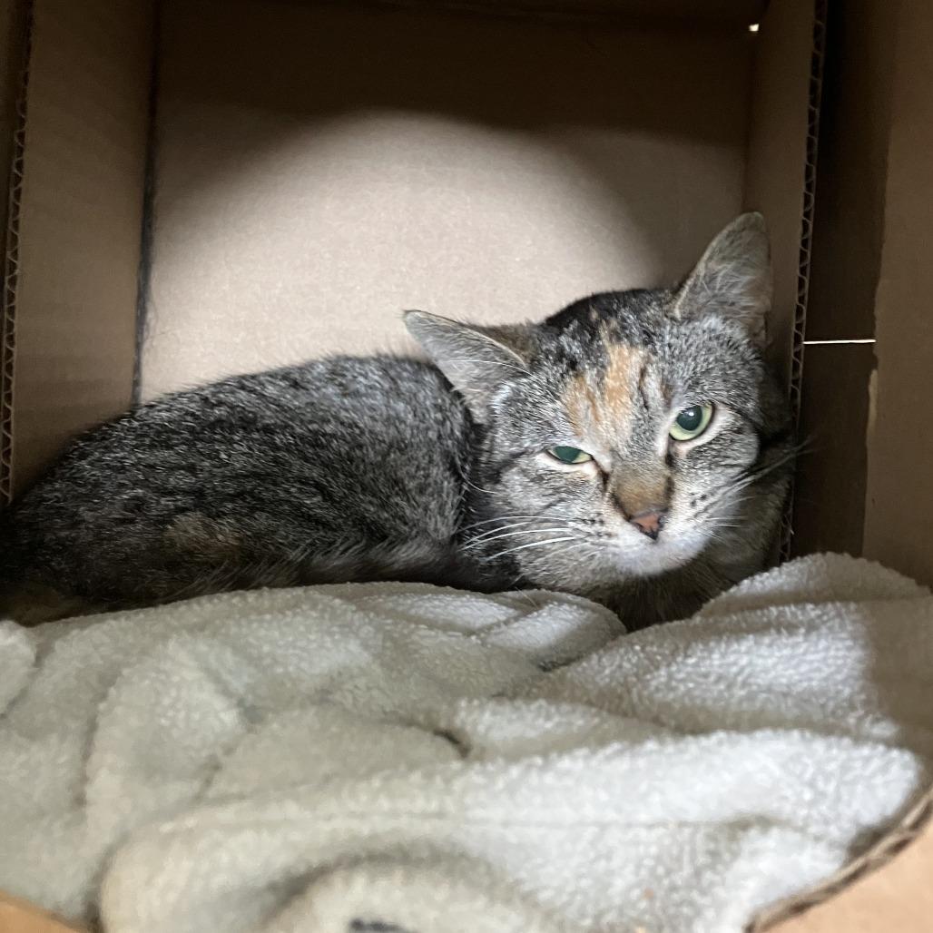 Enlarge Mandi, a Adoptable Domestic Short Hair in Idaho Falls, ID image 2/2