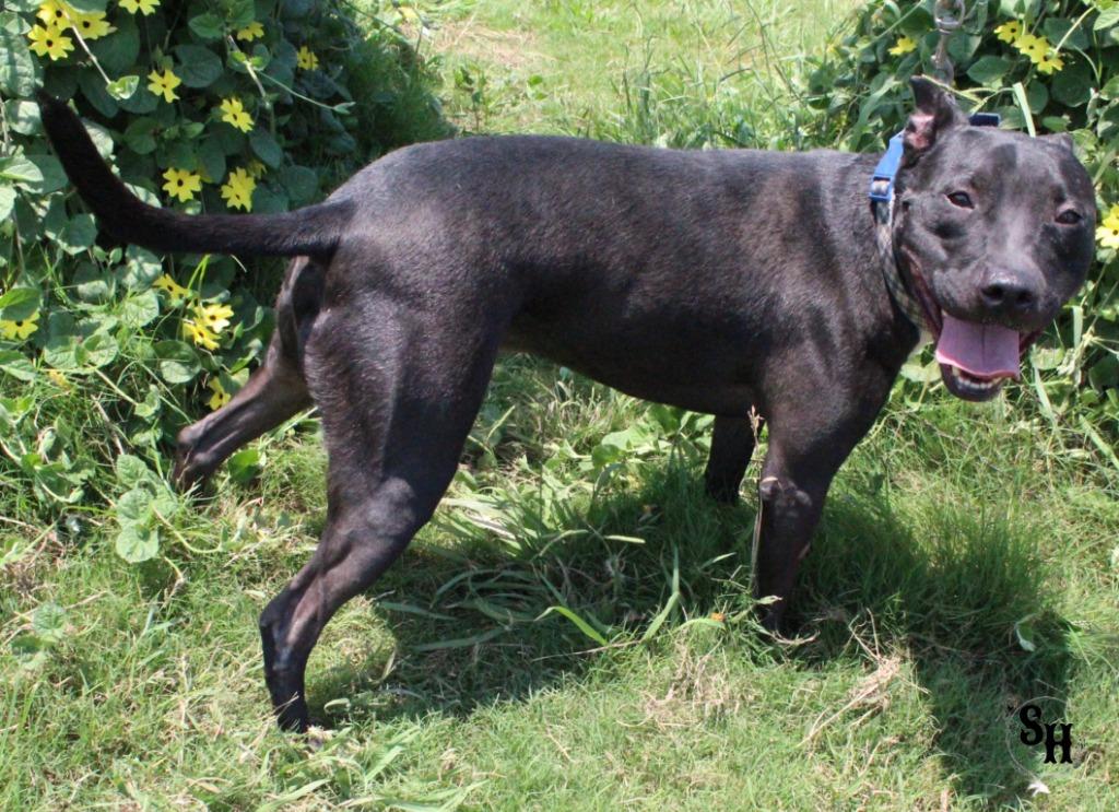 Enlarge Leo, a Adoptable mixed breed in Kemp, TX image 1/6