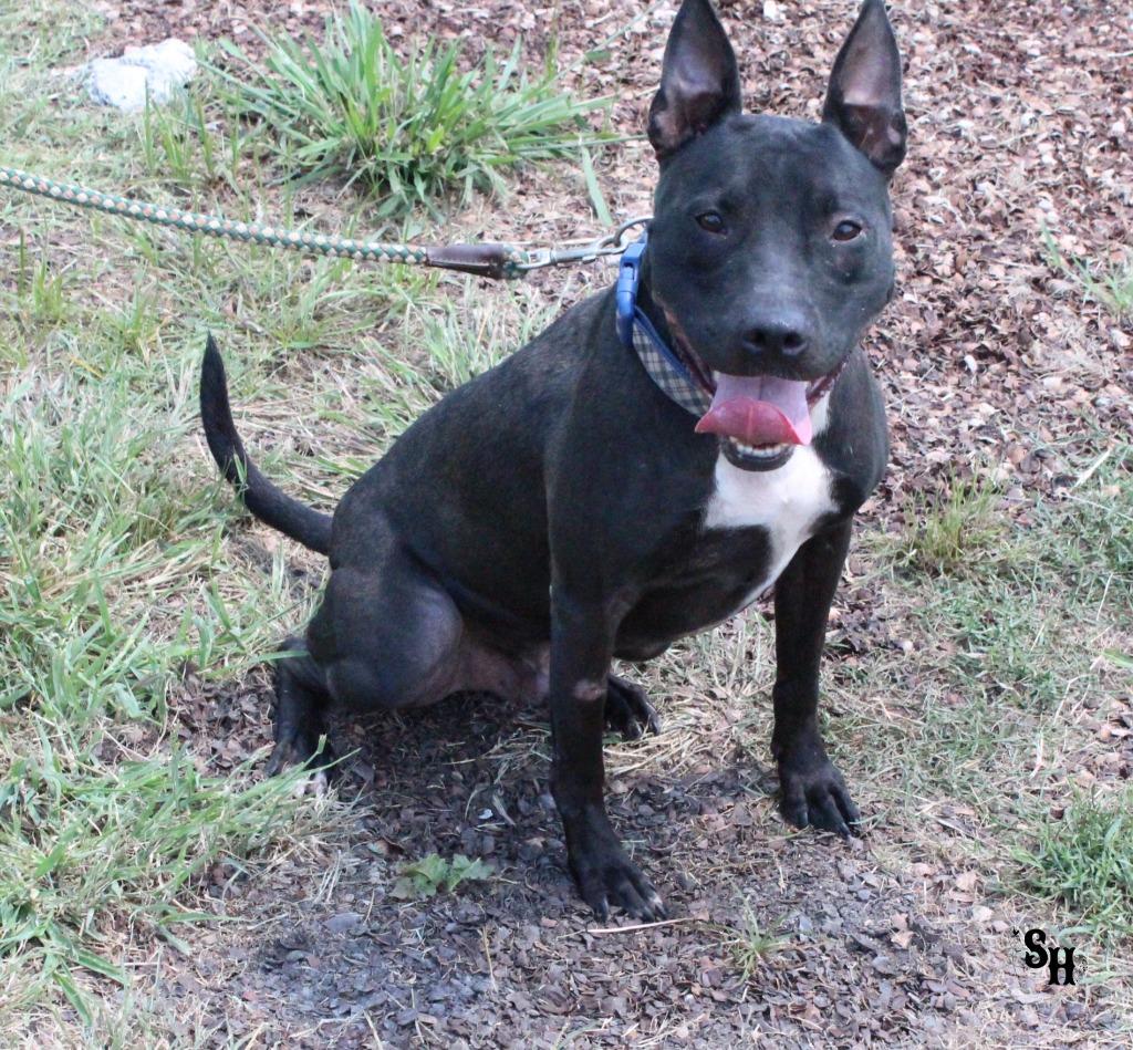 Enlarge Leo, a Adoptable mixed breed in Kemp, TX image 2/6