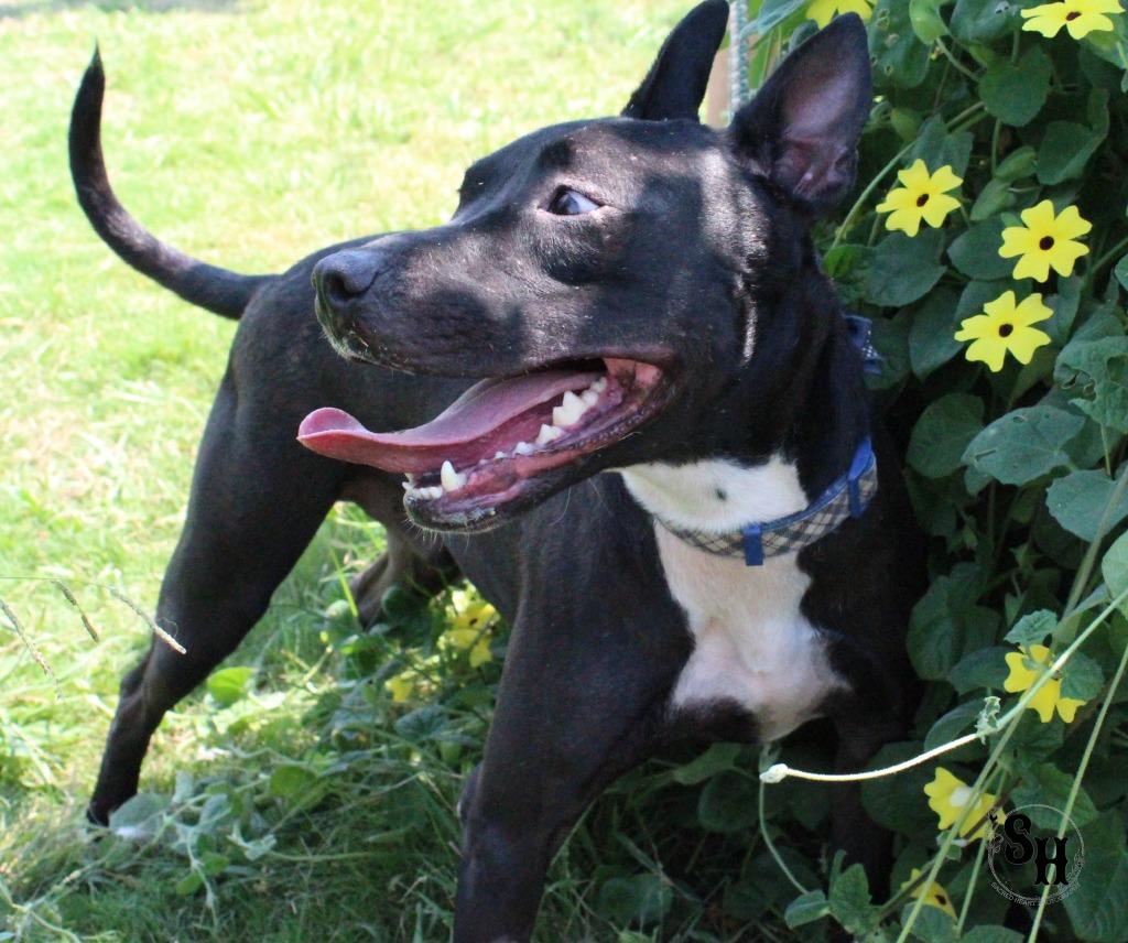 Enlarge Leo, a Adoptable mixed breed in Kemp, TX image 3/6