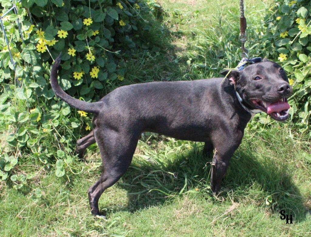 Leo, Adoptable, Adult Male Pit Bull Terrier & Mixed Breed.