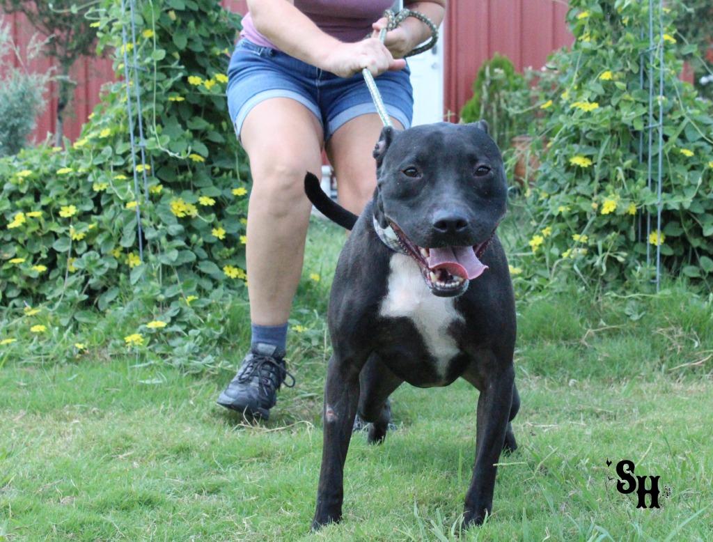 Enlarge Leo, a Adoptable mixed breed in Kemp, TX image 6/6