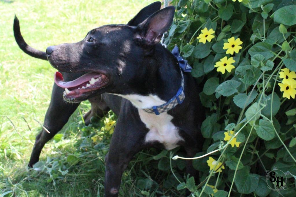 Enlarge Leo, a Adoptable mixed breed in Kemp, TX image 4/6