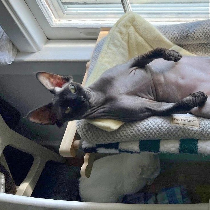 Miyagi, adopted, Young Male Sphynx / Hairless Cat.