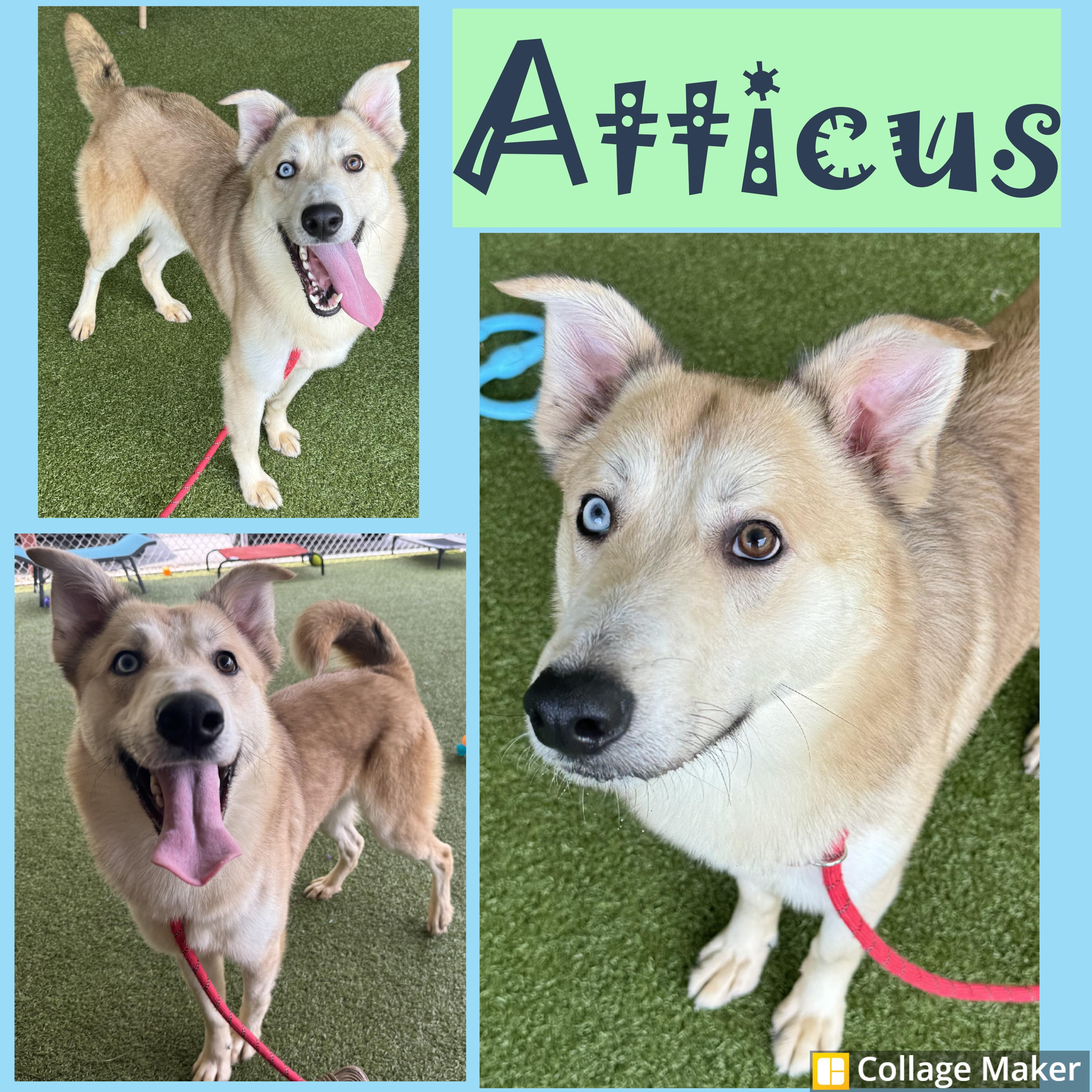 Atticus, Adult Male Husky