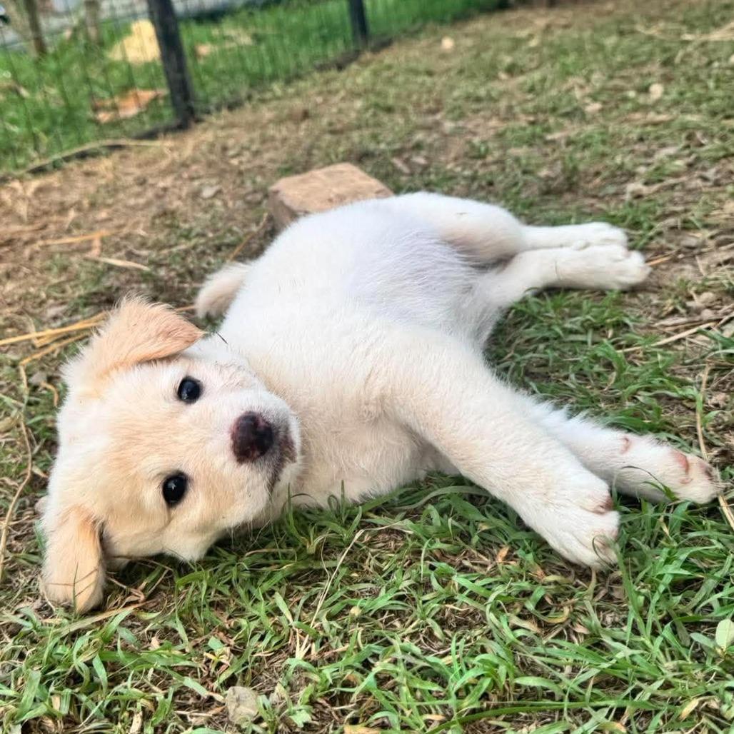 Star, Adoptable, Puppy Female Mixed Breed.
