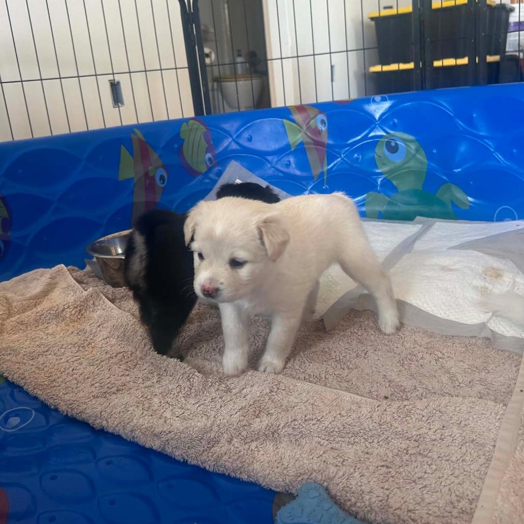 Enlarge Star, a Adoptable Mixed Breed in Frederiksted, VI image 2/3