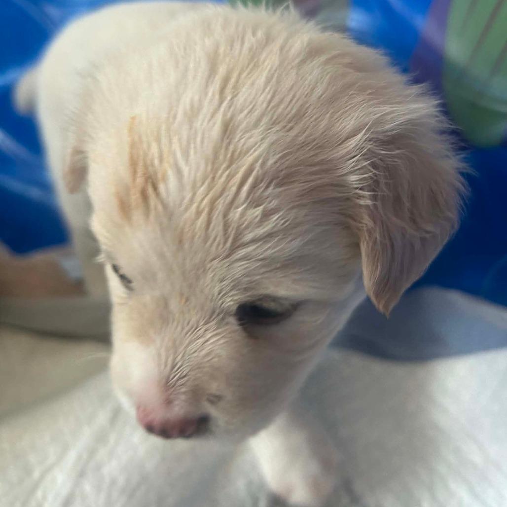 Enlarge Star, a Adoptable Mixed Breed in Frederiksted, VI image 3/3