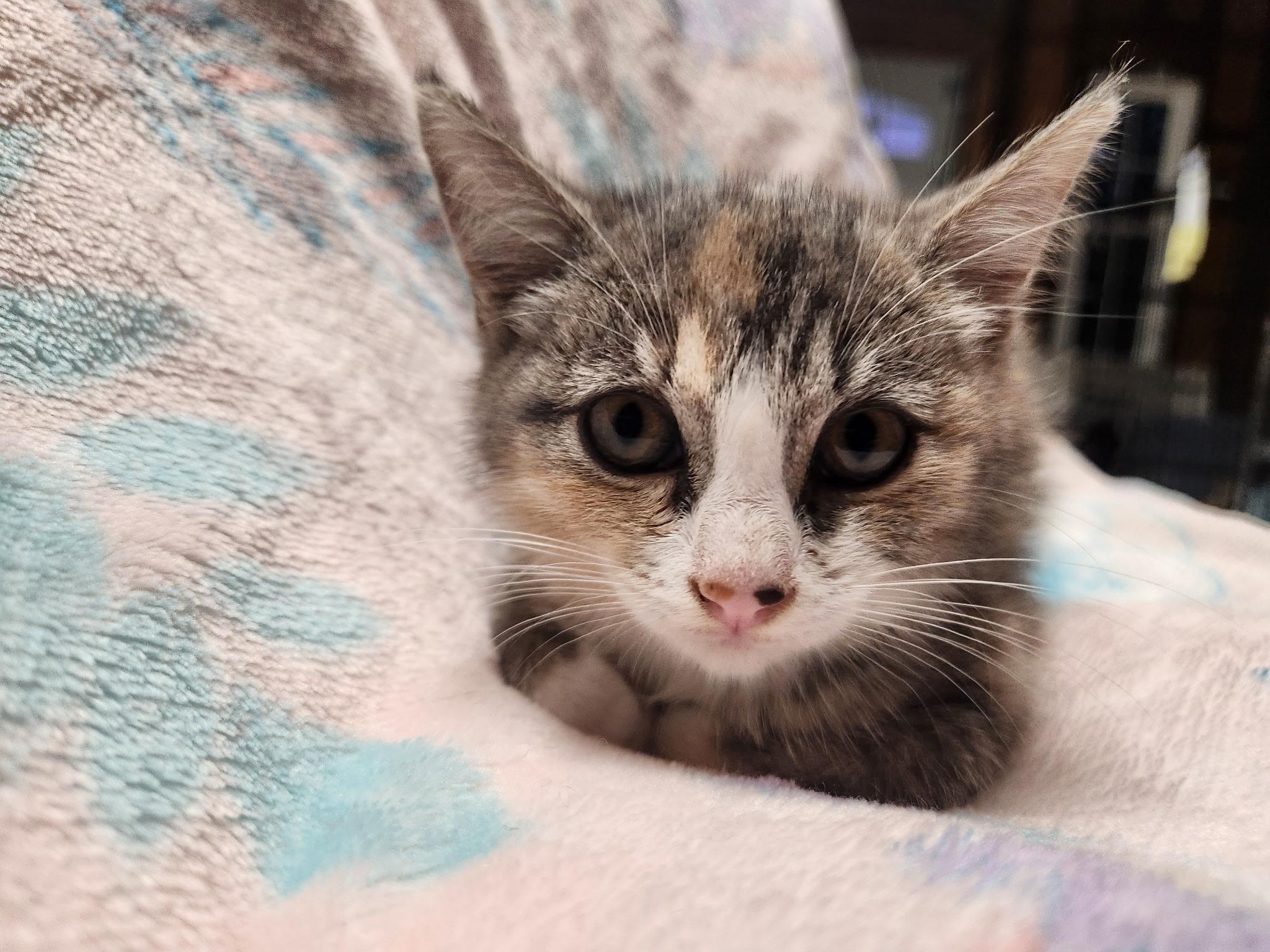 Denali, Baby Female American Shorthair