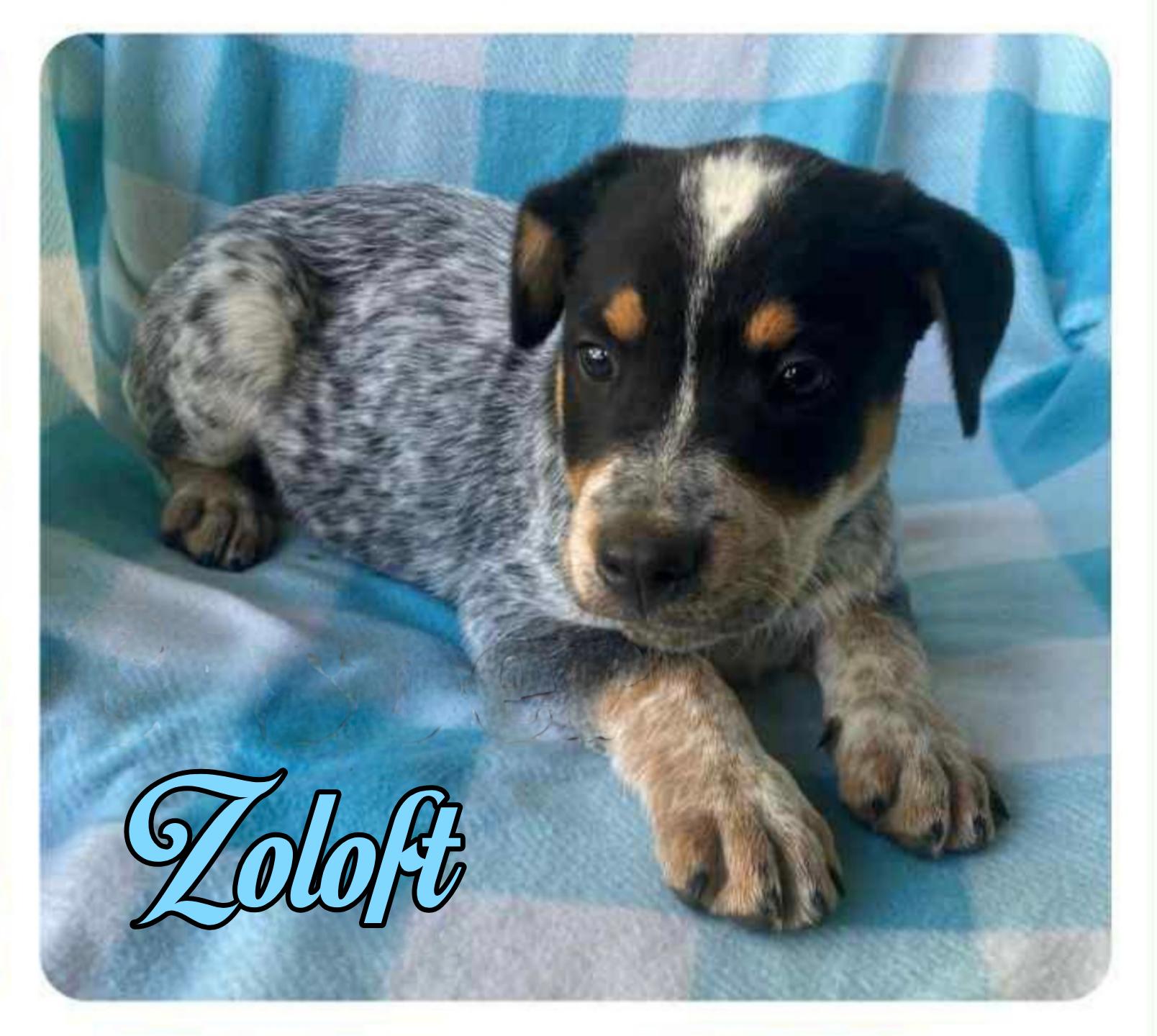 Enlarge Zoloft, a Adopted mixed breed in Fredericksburg, VA image 1/1