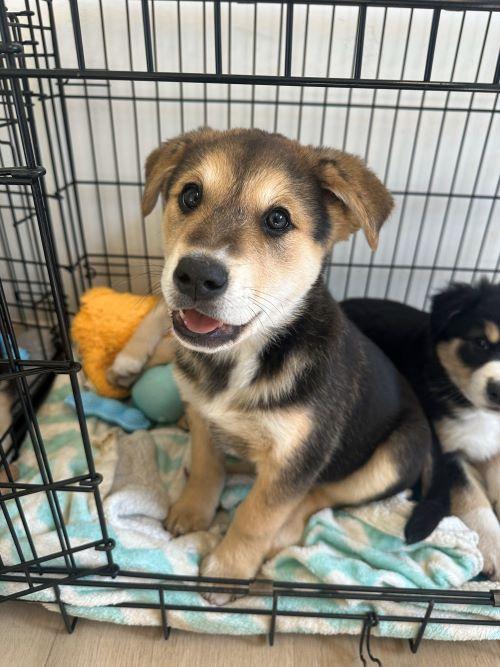 Bock, an adopted mixed breed in Carlsbad, CA image 2/3