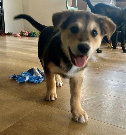 Bock, an adopted mixed breed in Carlsbad, CA image 1/3