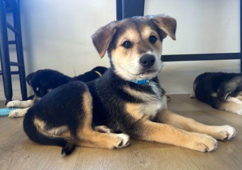 Bock, an adopted mixed breed in Carlsbad, CA image 3/3