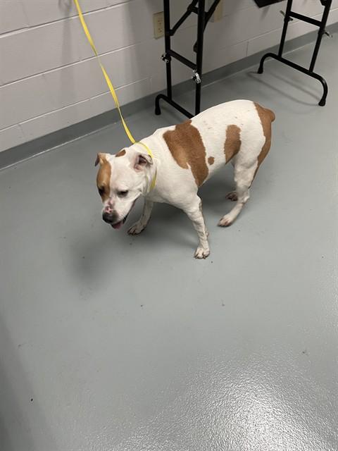 Enlarge SALLY, a Adoptable Pit Bull Terrier in Saint Cloud, FL image 1/1