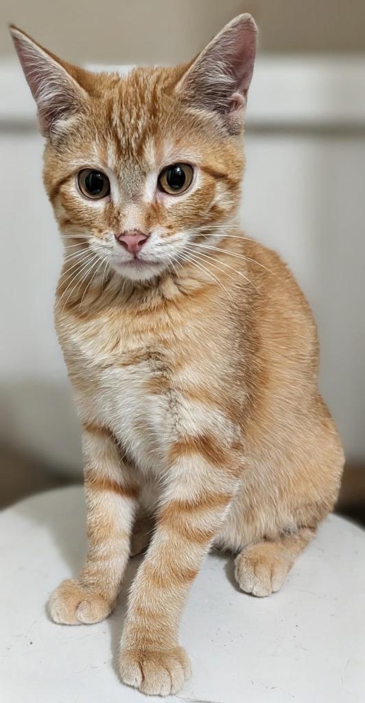 Enlarge Will, a Adoptable mixed breed in Olathe, KS image 1/2