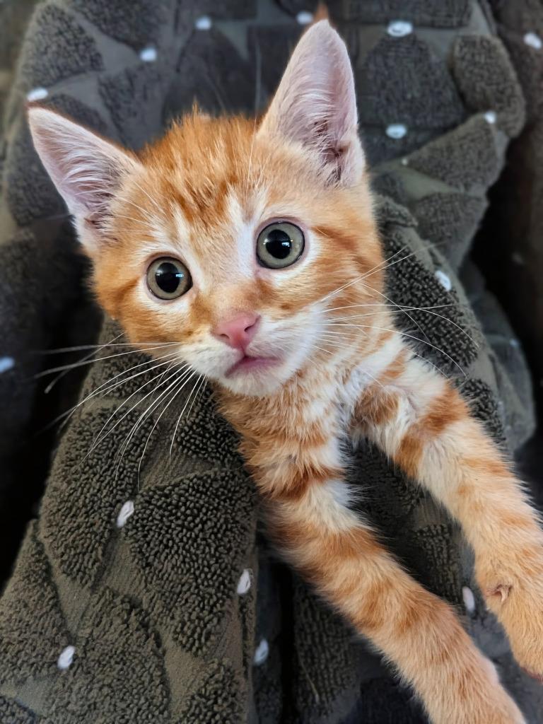 Enlarge Will, a Adoptable mixed breed in Olathe, KS image 2/2