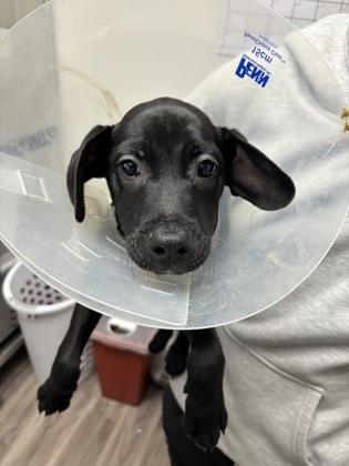 Takis, Adoptable, Puppy Male Hound & Mixed Breed.