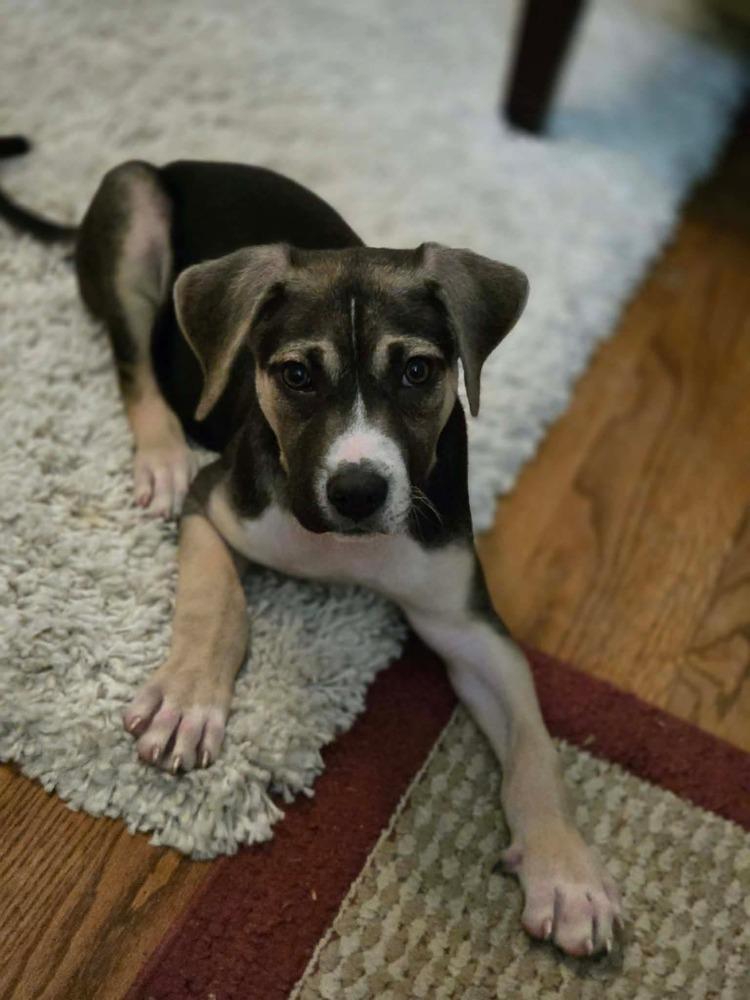 Enlarge Polo, a Adoptable mixed breed in Wendell, NC image 1/3