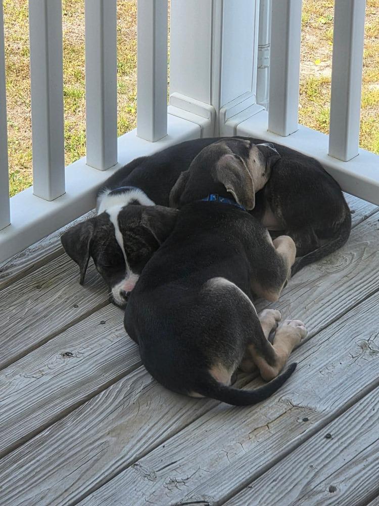 Enlarge Polo, a Adoptable mixed breed in Wendell, NC image 2/3