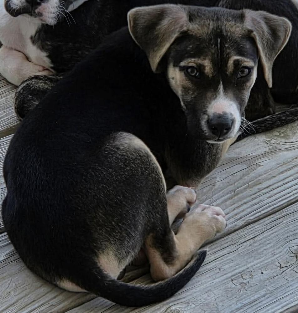 Enlarge Polo, a Adoptable mixed breed in Wendell, NC image 3/3