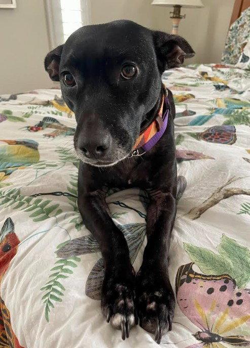 Enlarge Dana, a Adopted Labrador Retriever in San Diego, CA image 1/3