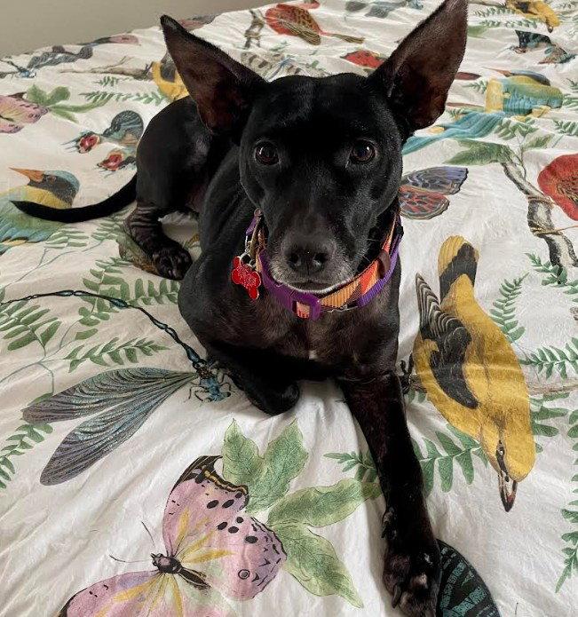 Enlarge Dana, a Adopted Labrador Retriever in San Diego, CA image 2/3