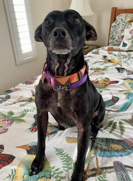 Enlarge Dana, a Adopted Labrador Retriever in San Diego, CA image 3/3