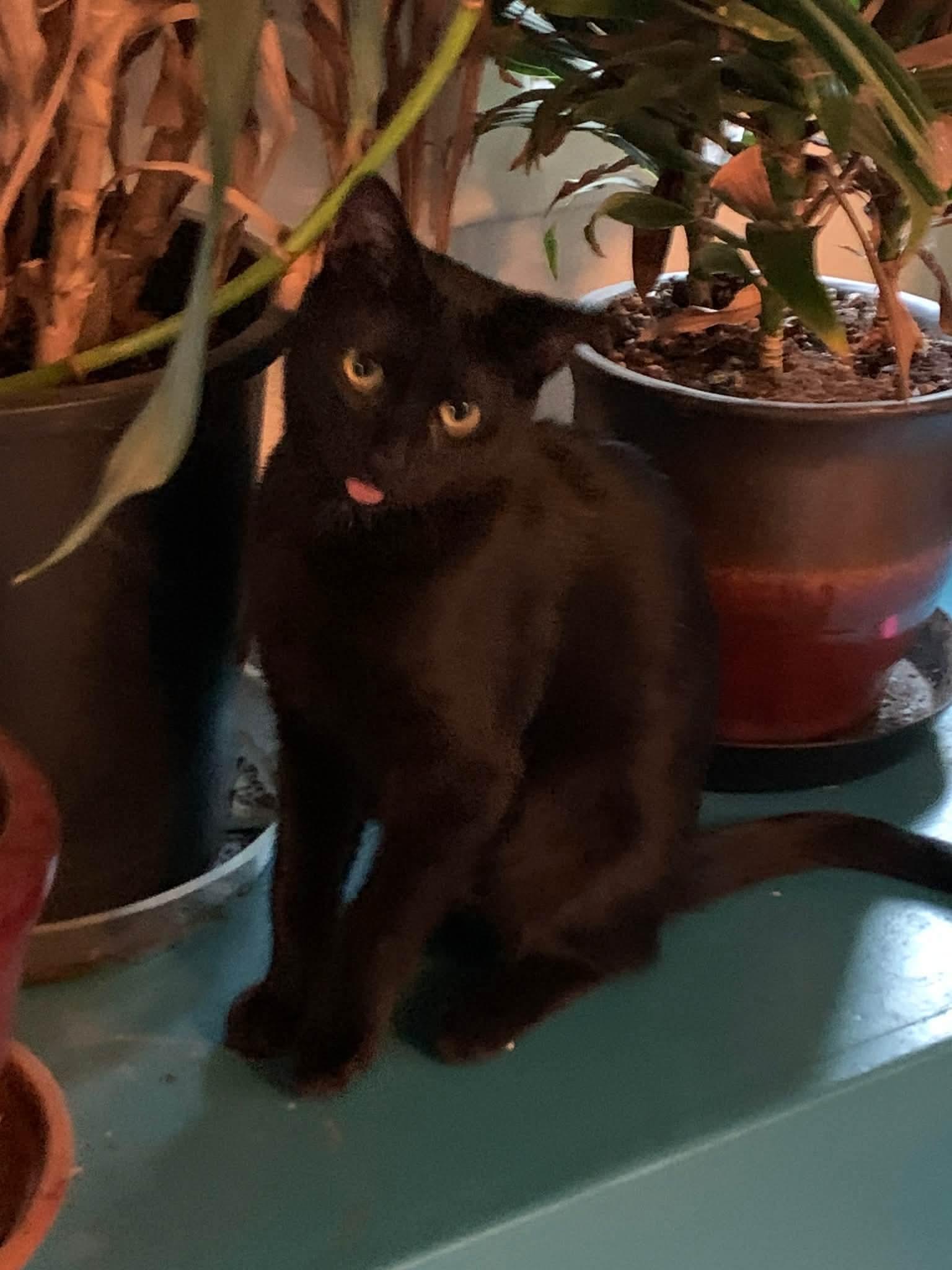 Enlarge Beck - 20% off , an adopted Domestic Short Hair in Gladstone, OR image 3/4