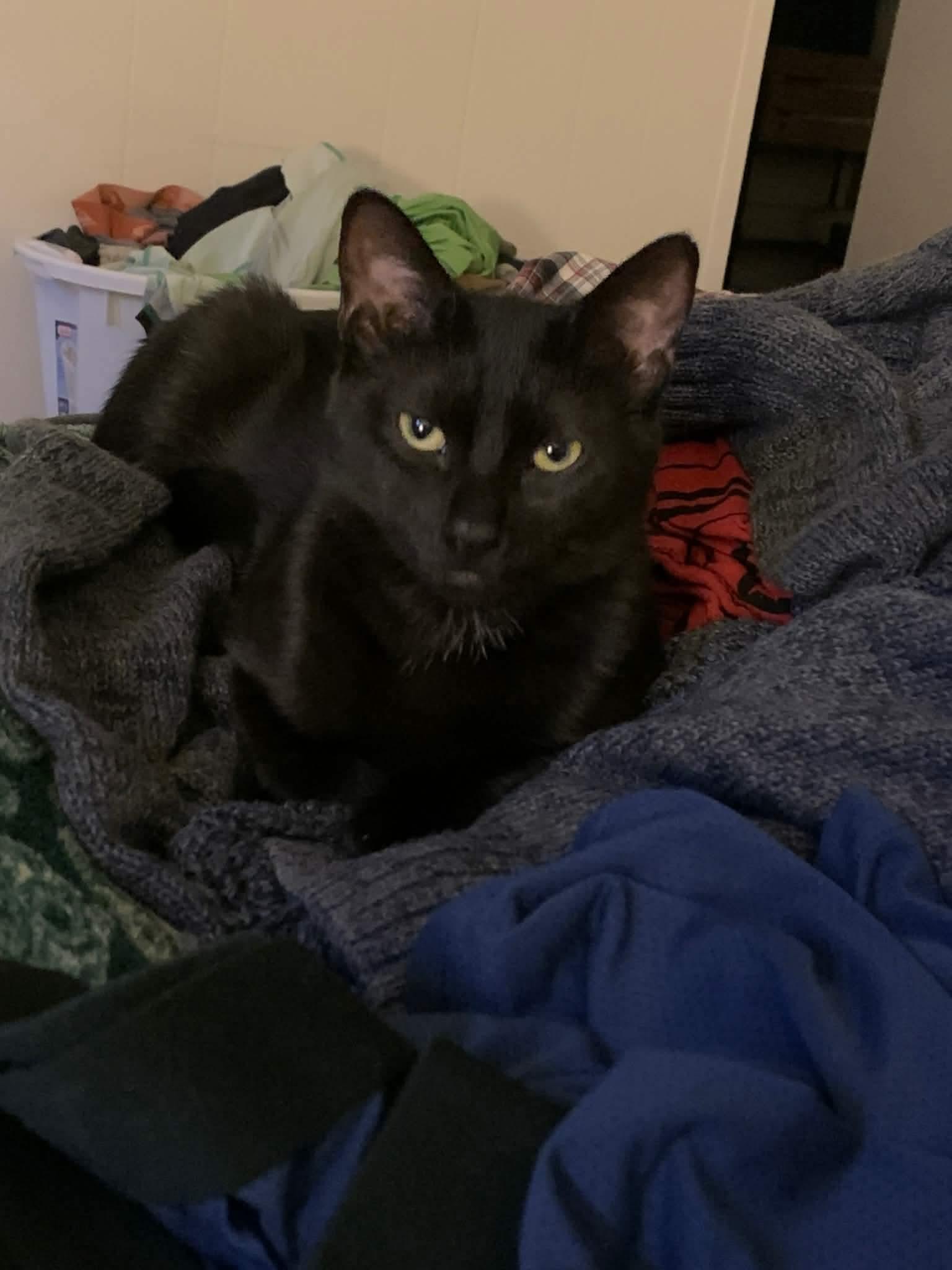 Enlarge Beck - 20% off , an adopted Domestic Short Hair in Gladstone, OR image 4/4