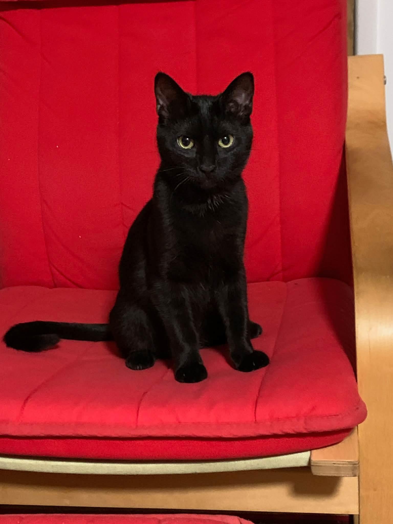 Enlarge Beck - 20% off , an adopted Domestic Short Hair in Gladstone, OR image 1/4