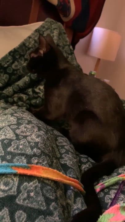 Enlarge Beck - 20% off , an adopted Domestic Short Hair in Gladstone, OR video 2/4