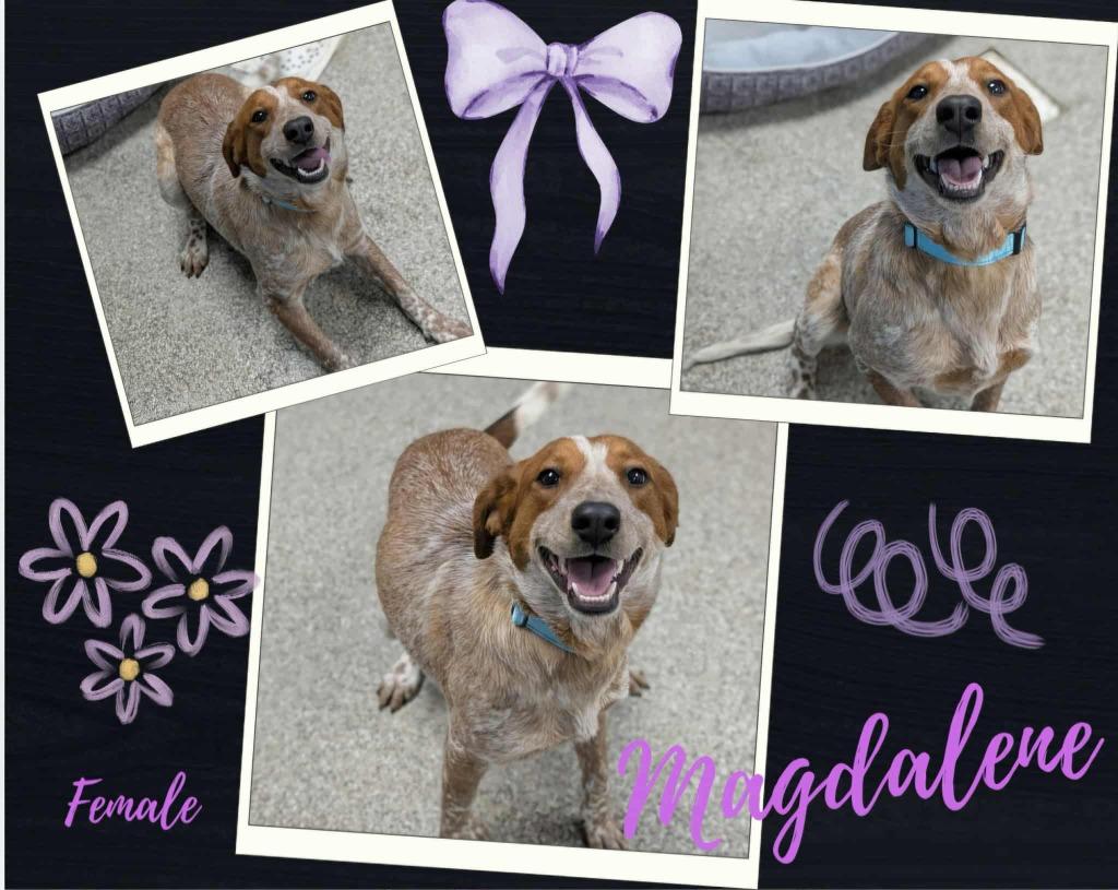 Enlarge Magdalene, a Adoptable mixed breed in Blountville, TN image 1/1