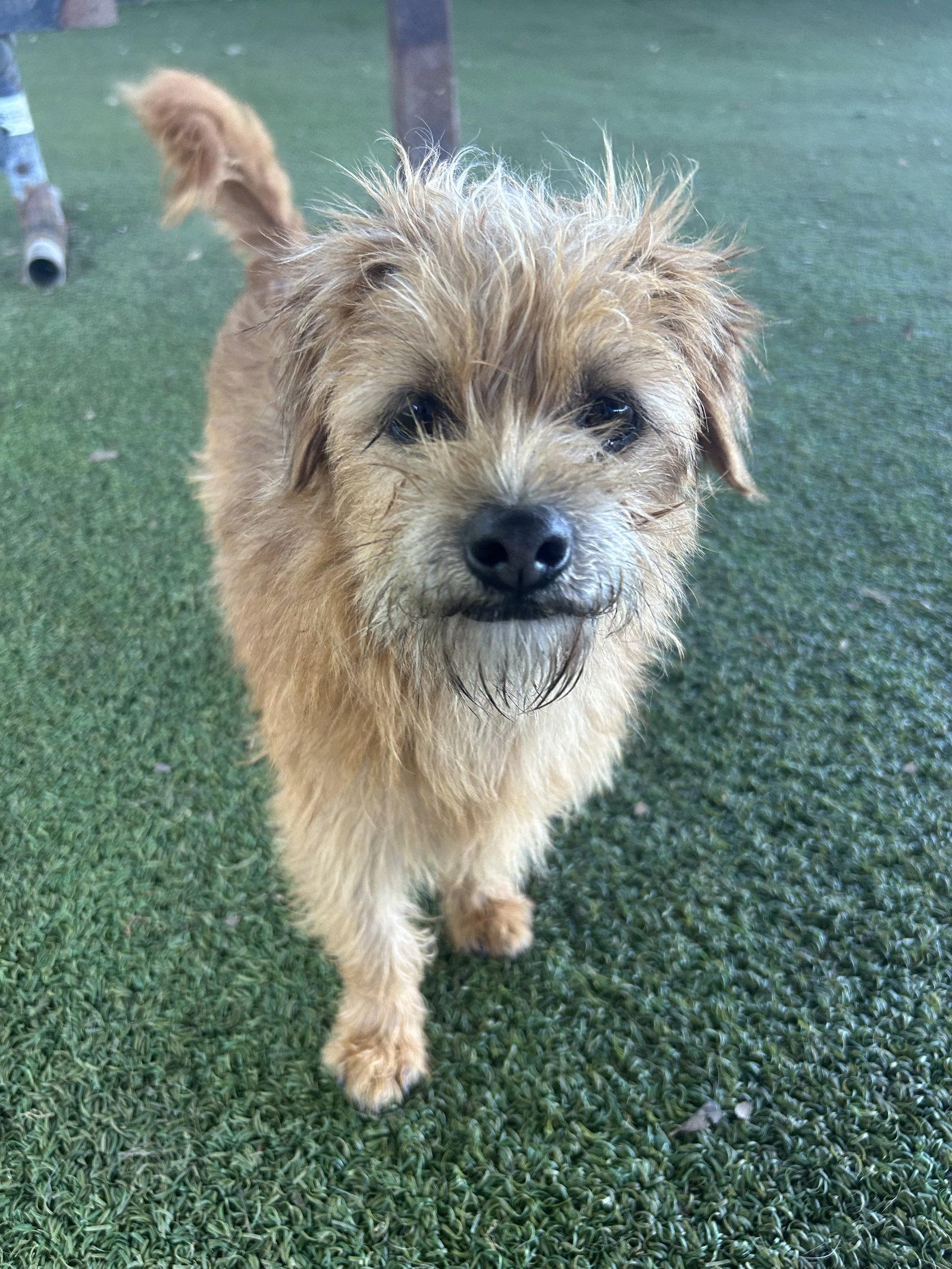 Milo, a Adoptable Norfolk Terrier in Pipe Creek, TX image 1/3