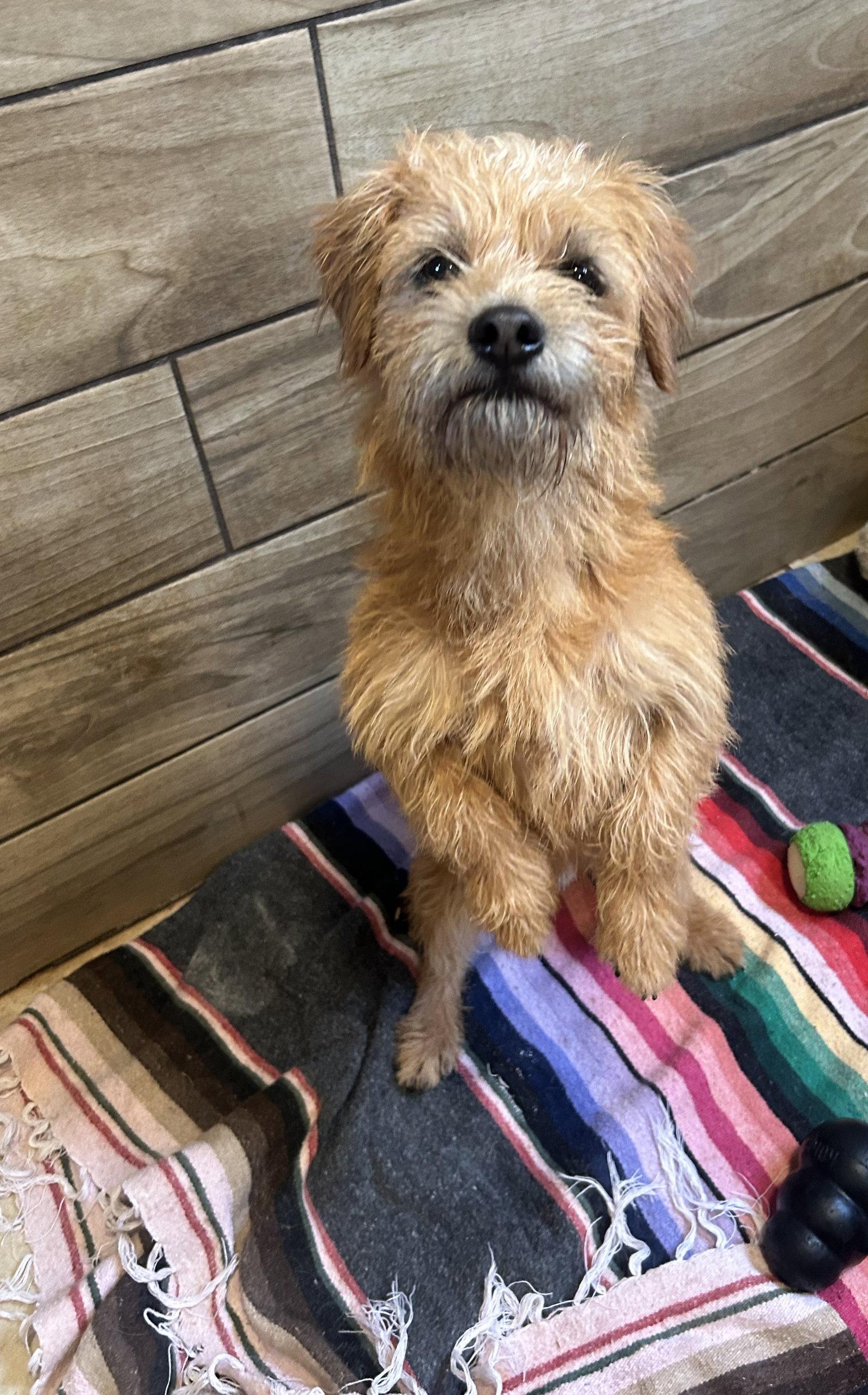 Milo, a Adoptable Norfolk Terrier in Pipe Creek, TX image 2/3