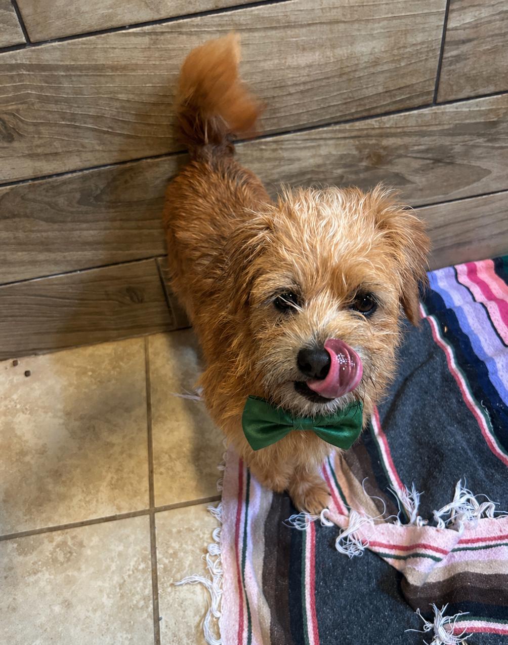 Milo, a Adoptable Norfolk Terrier in Pipe Creek, TX image 3/3