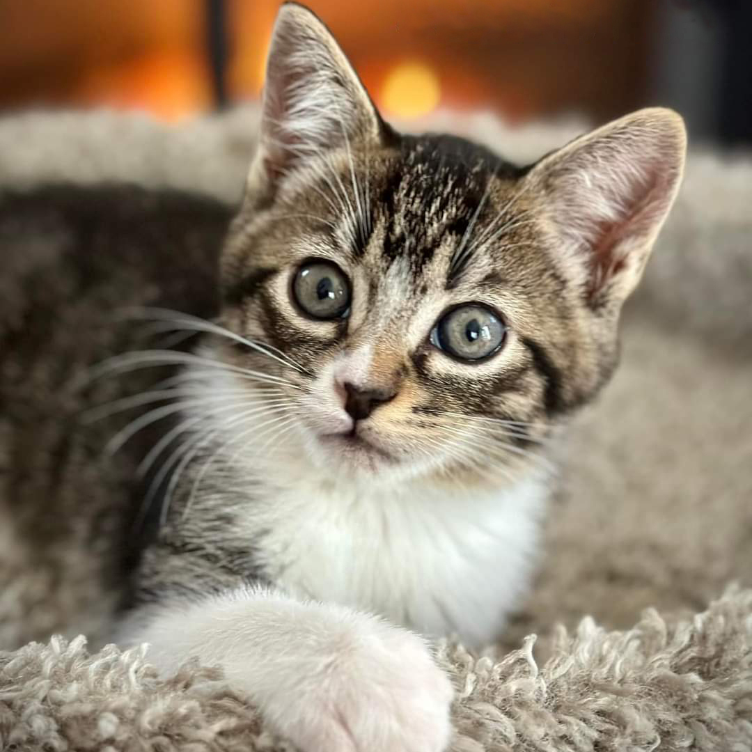 Savanna, Adopted, Kitten Female Domestic Short Hair.