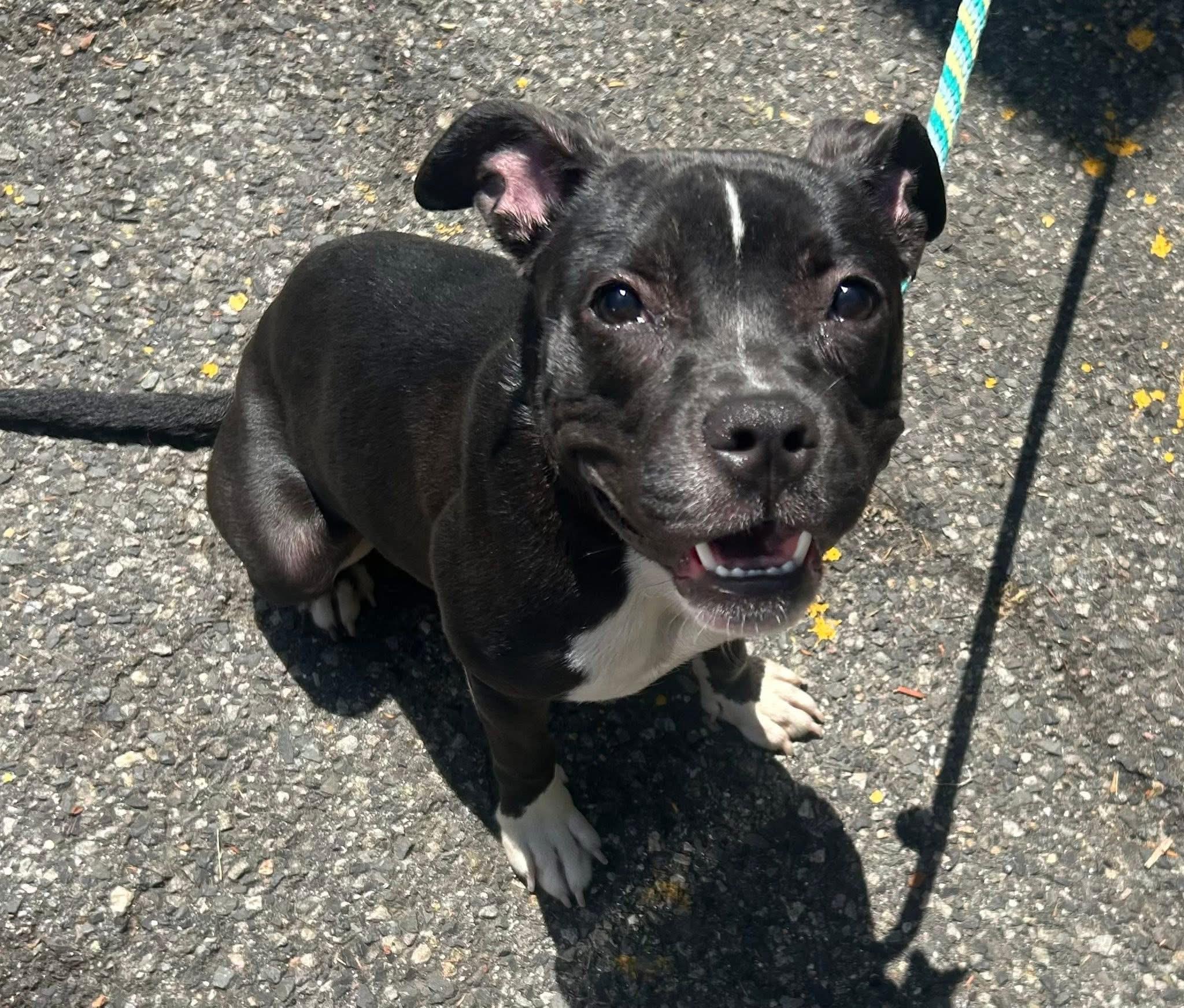 Enlarge Margarita, a ADOPTABLE mixed breed in Jackson , NJ image 4/5