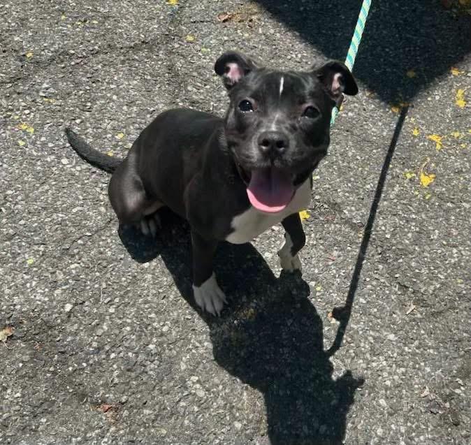 Enlarge Margarita, a ADOPTABLE mixed breed in Jackson , NJ image 5/5