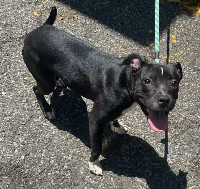 Enlarge Margarita, a ADOPTABLE mixed breed in Jackson , NJ image 3/5