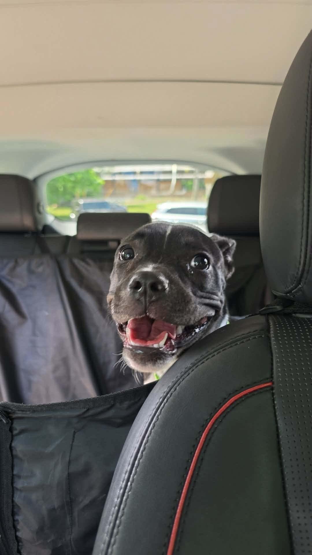 Enlarge Margarita, a ADOPTABLE mixed breed in Jackson , NJ image 2/5