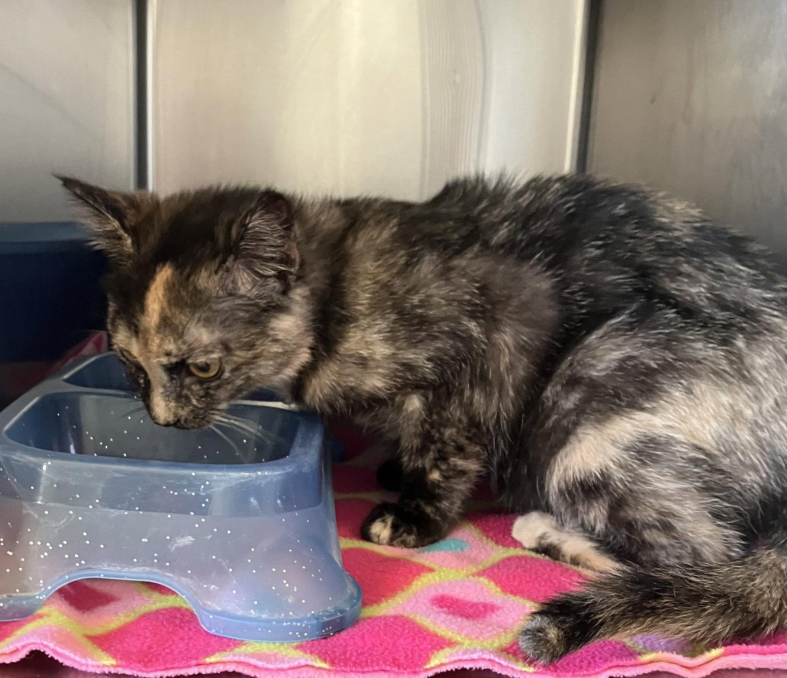 Enlarge Tulip - Tortie Kitten - Foster Care, a Adopted Tortoiseshell in Mitchell, SD image 1/1