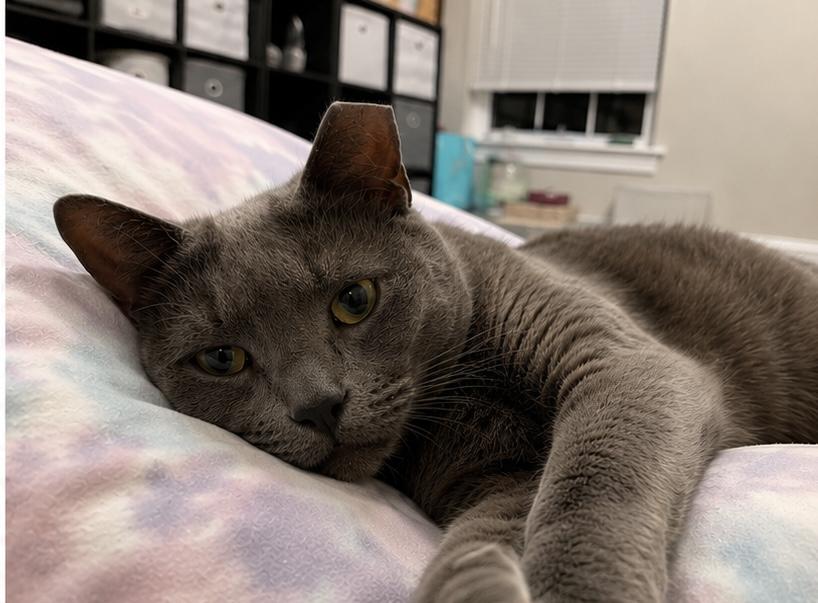 Teddy (Bear), ADOPTABLE, Young Male Domestic Short Hair.