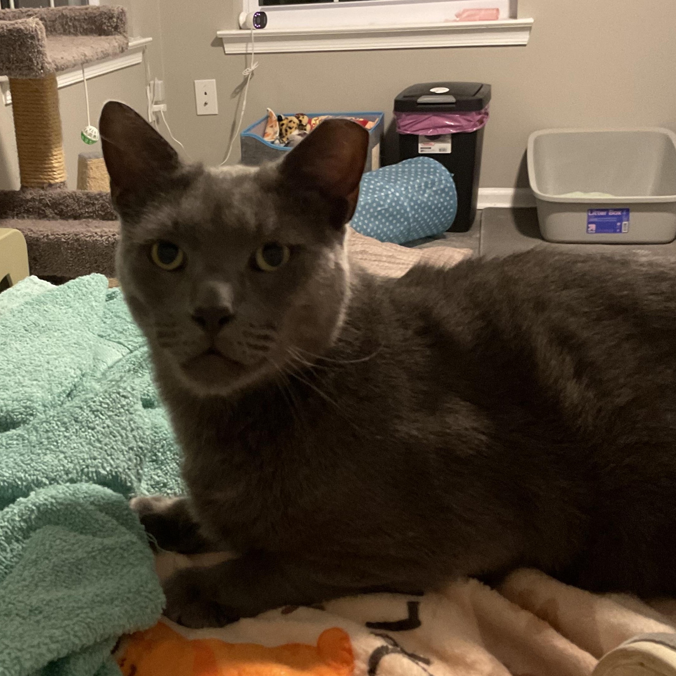 Teddy (Bear), a ADOPTABLE Domestic Short Hair in Sewell, NJ image 4/6